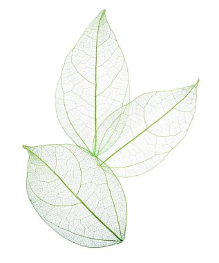 Güzel iskeletleşmiş yapraklar beyaz, üst manzara