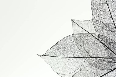 Işık arka planında güzel iskelet yaprakları, makro manzara. Metin için boşluk