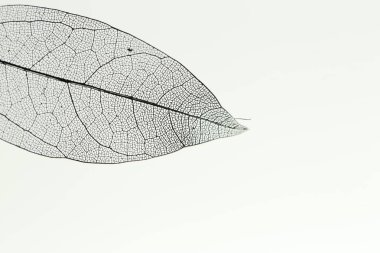 Açık gri arka planda güzel bir iskelet yaprağı, makro manzara. Metin için boşluk