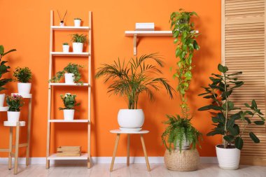 Turuncu duvarın yanında farklı güzel bitkiler var.