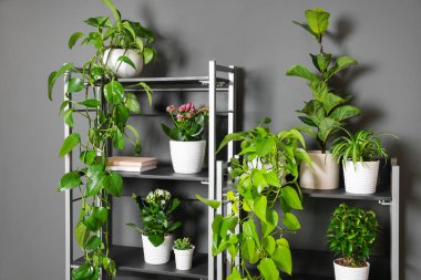 Gri duvarın yanındaki raf ünitesinde bir sürü güzel ev bitkisi var.