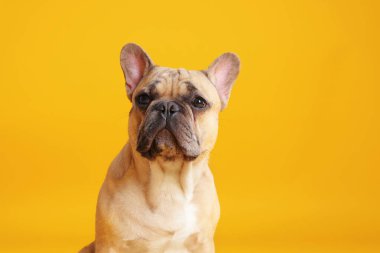 Sarı arka planda sevimli Fransız bulldog köpeği