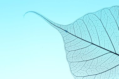 Açık mavi arka planda güzel bir iskelet yaprağı, makro manzara. Metin için boşluk