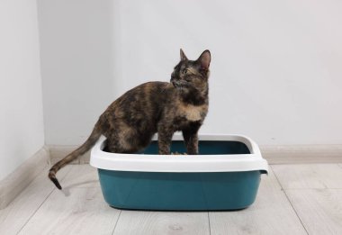 İçerideki çöp tepsisinde şirin bir kedi.