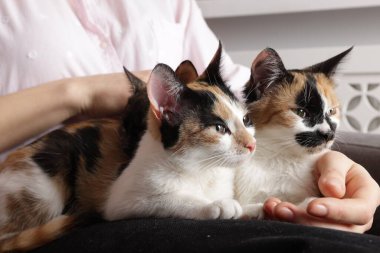 Evde sevimli kedileri olan bir kadın, yakın plan.