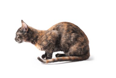 Beyaz arka planda şirin bir kedi.