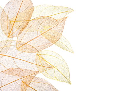 Güzel iskeletleşmiş yapraklar beyaz, üst manzara