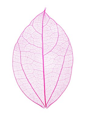 Güzel iskeletleşmiş yaprak beyaza izole edilmiş, üst manzara