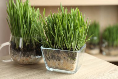 İçerideki ahşap masada şeffaf kaplarda buğday çimenleri, yakın plan.