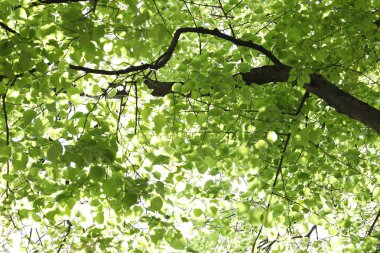 Arka planda yeşil yapraklı güzel ağaç taç, alçak açı manzaralı.