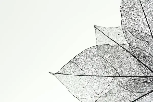 Işık arka planında güzel iskelet yaprakları, makro manzara. Metin için boşluk