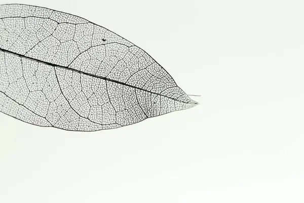 Açık gri arka planda güzel bir iskelet yaprağı, makro manzara. Metin için boşluk