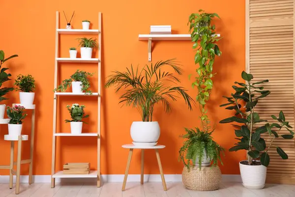 Turuncu duvarın yanında farklı güzel bitkiler var.