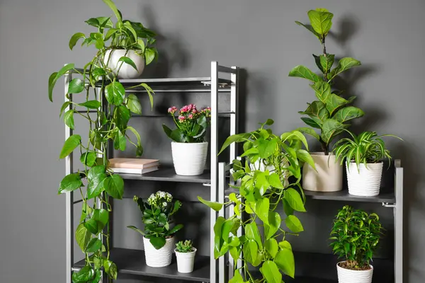 Gri duvarın yanındaki raf ünitesinde bir sürü güzel ev bitkisi var.
