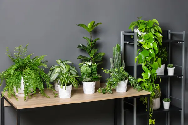 Gri duvarın yanındaki ahşap masada güzel bitkiler.