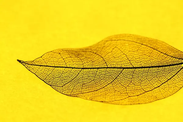 Sarı arka planda güzel iskelet yaprağı, makro görünüm