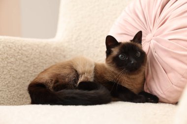 Sevimli Tayland kedisi yumuşak koltukta dinleniyor.