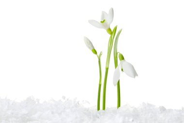 Beautiful snowdrops on snow against white background