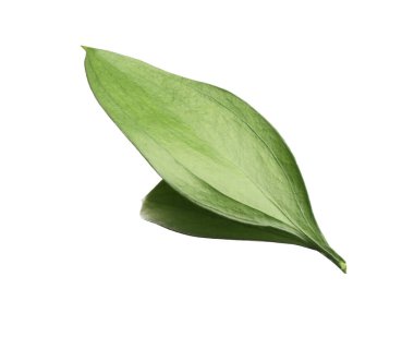 Two fresh green Ruscus leaves isolated on white