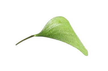 Beyaz üzerinde su damlaları olan bir Ruscus yaprağı