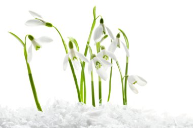 Beautiful snowdrops on snow against white background