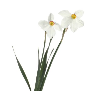 İki güzel renkli nergis beyaza izole edilmiş.