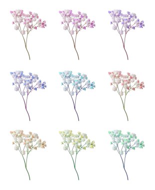 Beyaz arkaplanda farklı renklerde küçük çiçeklerle Gypthe dalı, ayarla