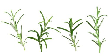 Beyaz üzerine izole edilmiş taze aromatik biberiye, kolaj