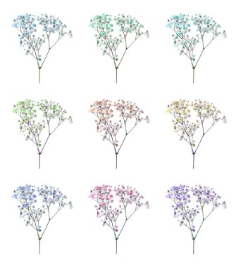 Beyaz arkaplanda farklı renklerde küçük çiçeklerle Gypthe dalı, ayarla