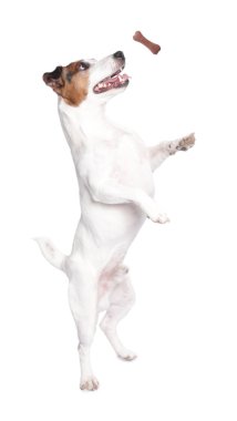 Beyaz arka planda kemik şekilli köpek muamelesi görmek için atlayan sevimli Jack Russell Terrier.