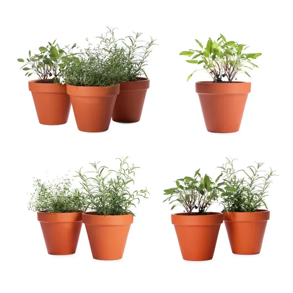 Farklı aromatik otlar kil kaplarda izole edilmiş beyaz, set