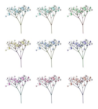 Beyaz arkaplanda farklı renklerde küçük çiçeklerle Gypthe dalı, ayarla