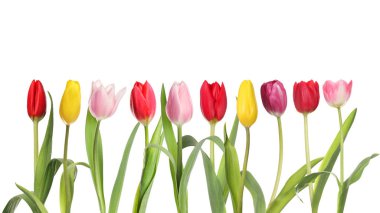 Beyaz arka planda farklı güzel lale çiçekleri, set