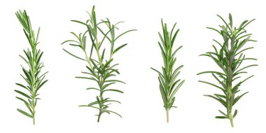 Beyaz üzerine izole edilmiş taze aromatik biberiye, kolaj