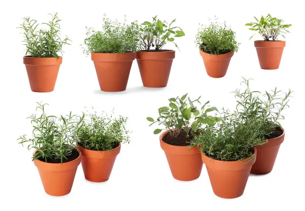 Farklı aromatik otlar kil kaplarda izole edilmiş beyaz, set