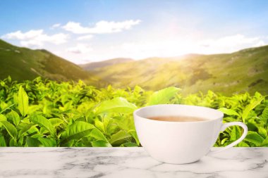 Dağlardaki çay tarlasına karşı mermer masada bir fincan yeşil çay. Metin için boşluk