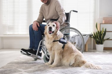 Tekerlekli sandalyedeki adam, servis köpeği evde, yakın plan.