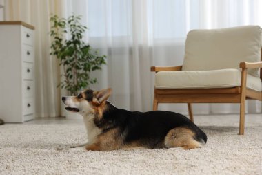 Evdeki şirin Galli Corgi. Sevimli hayvan