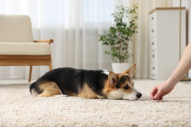 Adam köpeğini evde eğitiyor, yakın plan.