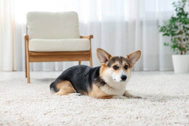 Evdeki şirin Galli Corgi. Sevimli hayvan