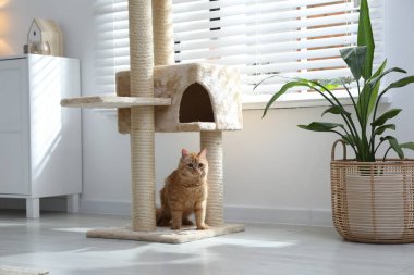 Evcil hayvan ağacındaki sevimli kedi.