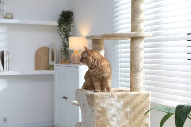 Evcil hayvan ağacındaki sevimli kedi.