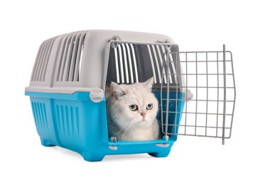 Evcil hayvan taşıyıcısındaki şirin kedi beyazda izole edilmiş.