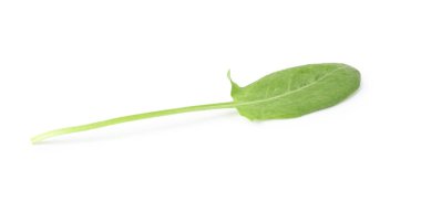 Bir taze yeşil kuş yaprağı beyaza izole edilmiş.