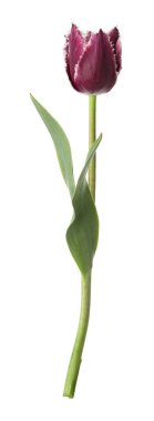 Bir güzel renkli lale beyazda izole edilmiş.