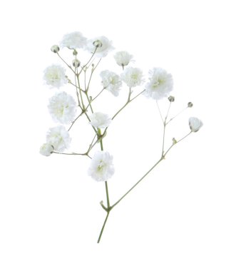 Beyaz arka planda güzel narin çigila çiçeği