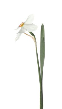 Bir güzel renkli nergis beyaz üzerine izole edilmiş.