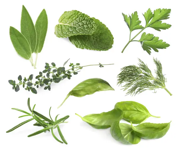 Beyaza izole edilmiş farklı otlar.