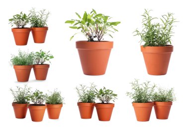 Farklı aromatik otlar kil kaplarda izole edilmiş beyaz, set