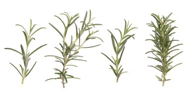 Beyaz üzerine izole edilmiş taze aromatik biberiye, kolaj